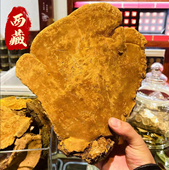 西藏林芝深山桑树桑黄250克礼盒装 25年A