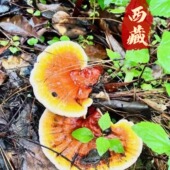 西藏高原深山金边灵芝干货整枝100g煮茶煲汤 淘宝优选A