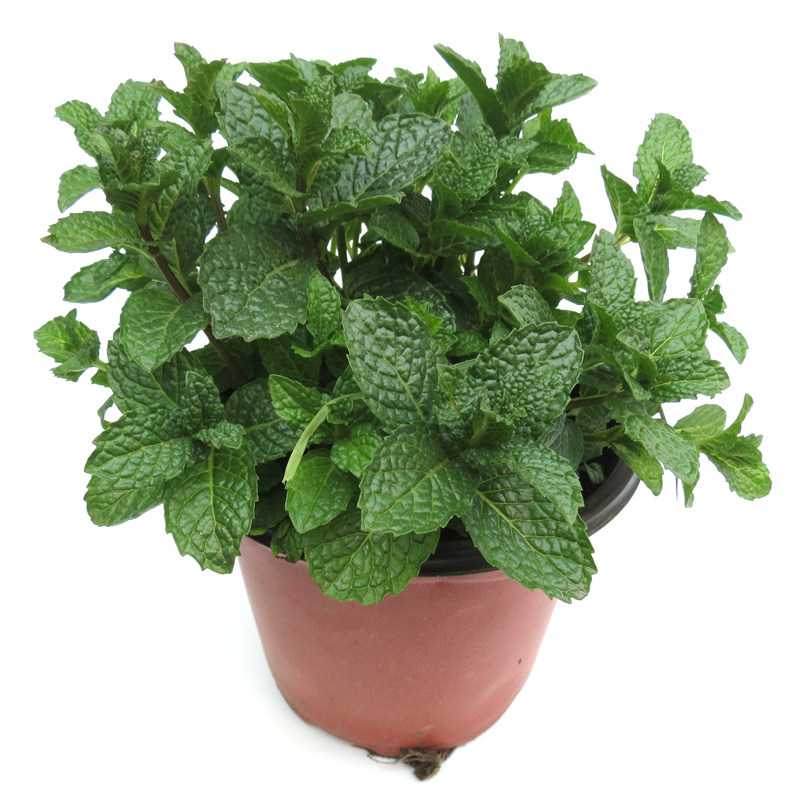 薄荷盆栽新鲜薄荷叶办公室绿植清新香草植物可食用薄荷盆栽薄荷苗
