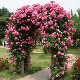 种植耐寒爬藤植物藤本月季 多花蔷薇庭院四季 花安吉拉滕彩虹小女孩