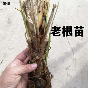 大别山双季茭白苗老根苗优质早熟茭白种苗高产特早熟高瓜根苗高笋
