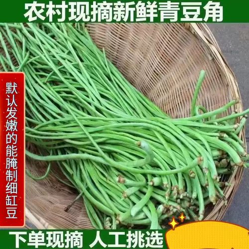 安徽岳西长缸豆角新鲜嫩豆角