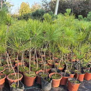 鲜活小苗精品黄山松盆景阳台户外园林提根造型童子功造型基地直发