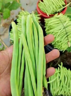 岳人农特新鲜四季豆嫩豆角应季菜
