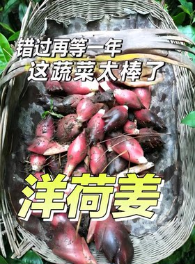 当季现掰洋荷姜阳霍茗荷杨合