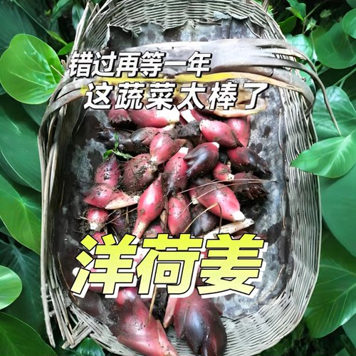 当季现掰洋荷姜阳霍茗荷杨合