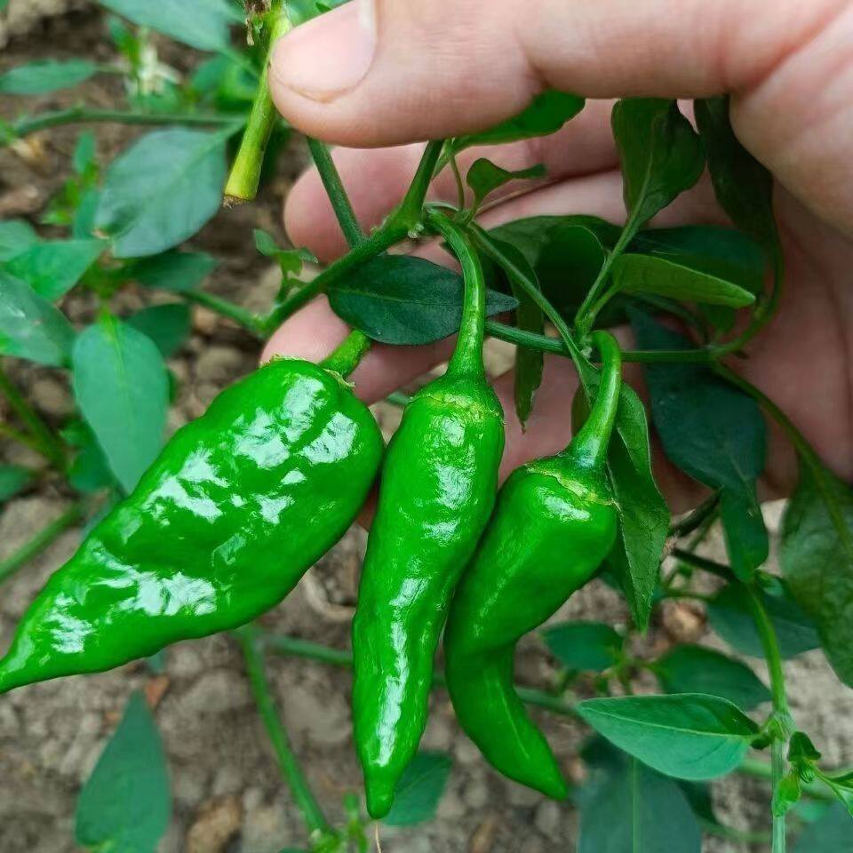 正宗农村土辣椒露天种植蔬菜