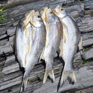 500g万佛湖黄稍鱼干舒城特产咸鱼干整条新鲜农家自制干货去内脏