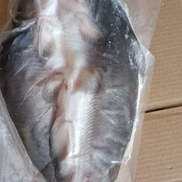 高品质开背鮰鱼商用鲜活冷冻烤鱼半纸包江团整箱调味清江鱼烧烤 - 实物图