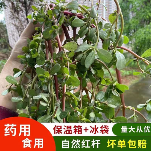 新鲜4斤现挖现发红梗马齿苋菜