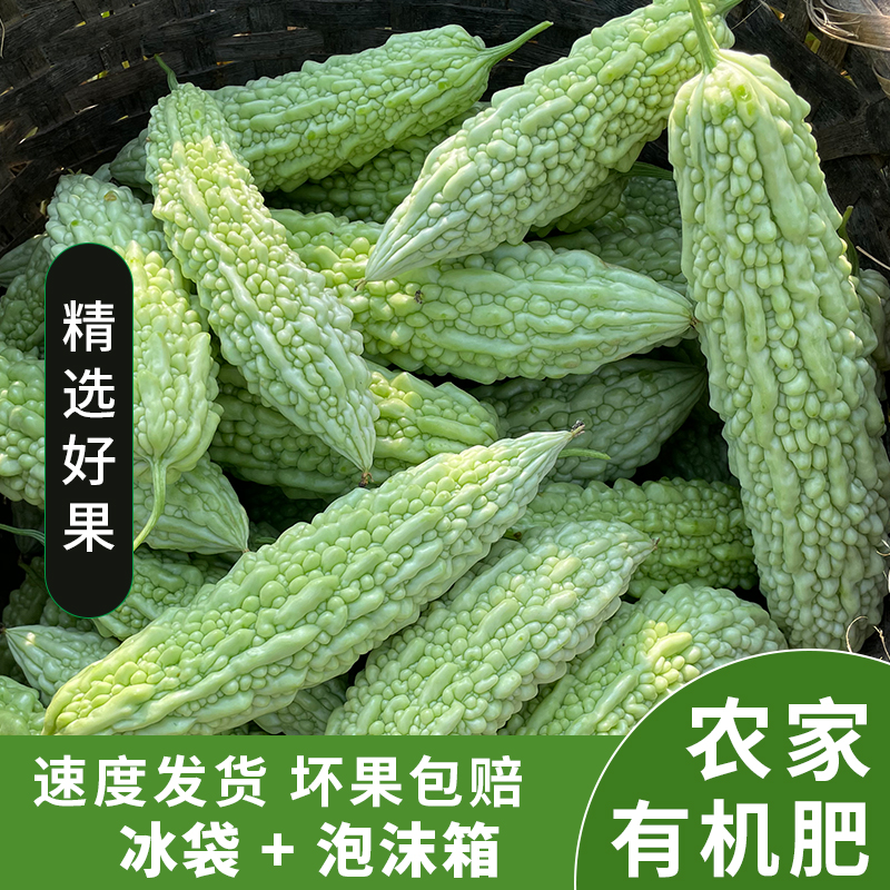 新鲜苦瓜5斤现摘现发农家自种蔬菜 ...