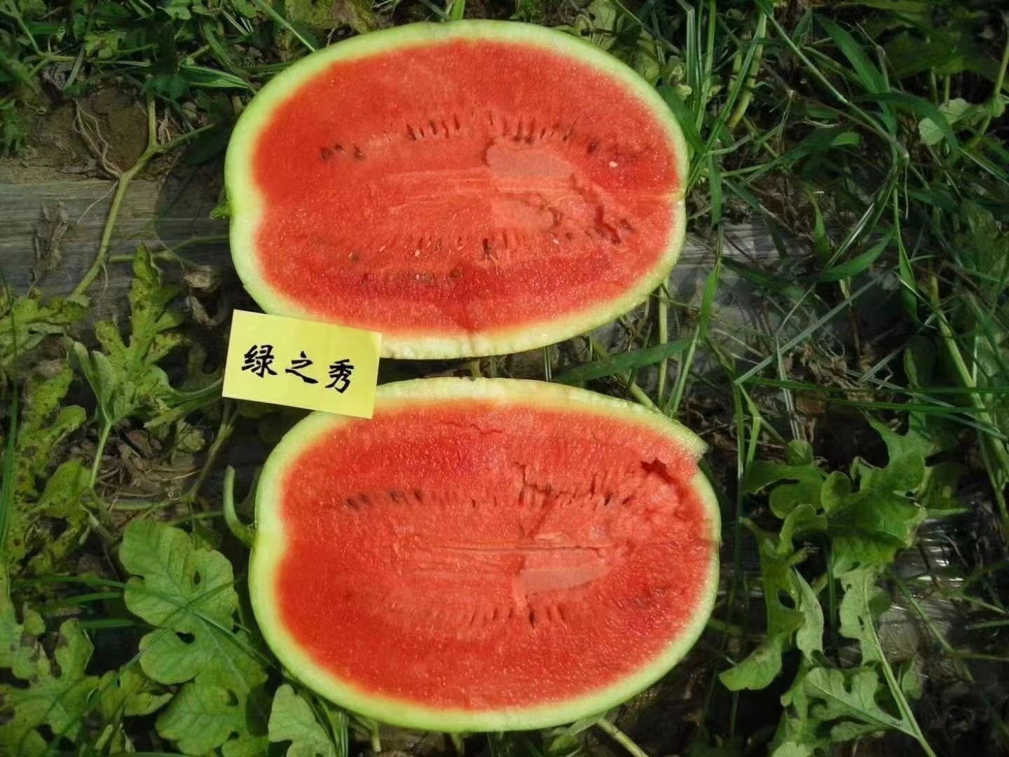 豫艺大果绿皮西瓜种子耐重茬性好