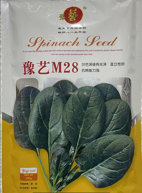 豫艺M28直立菠菜种子 抗病叶色深绿半圆叶菠菜种子  250克/袋