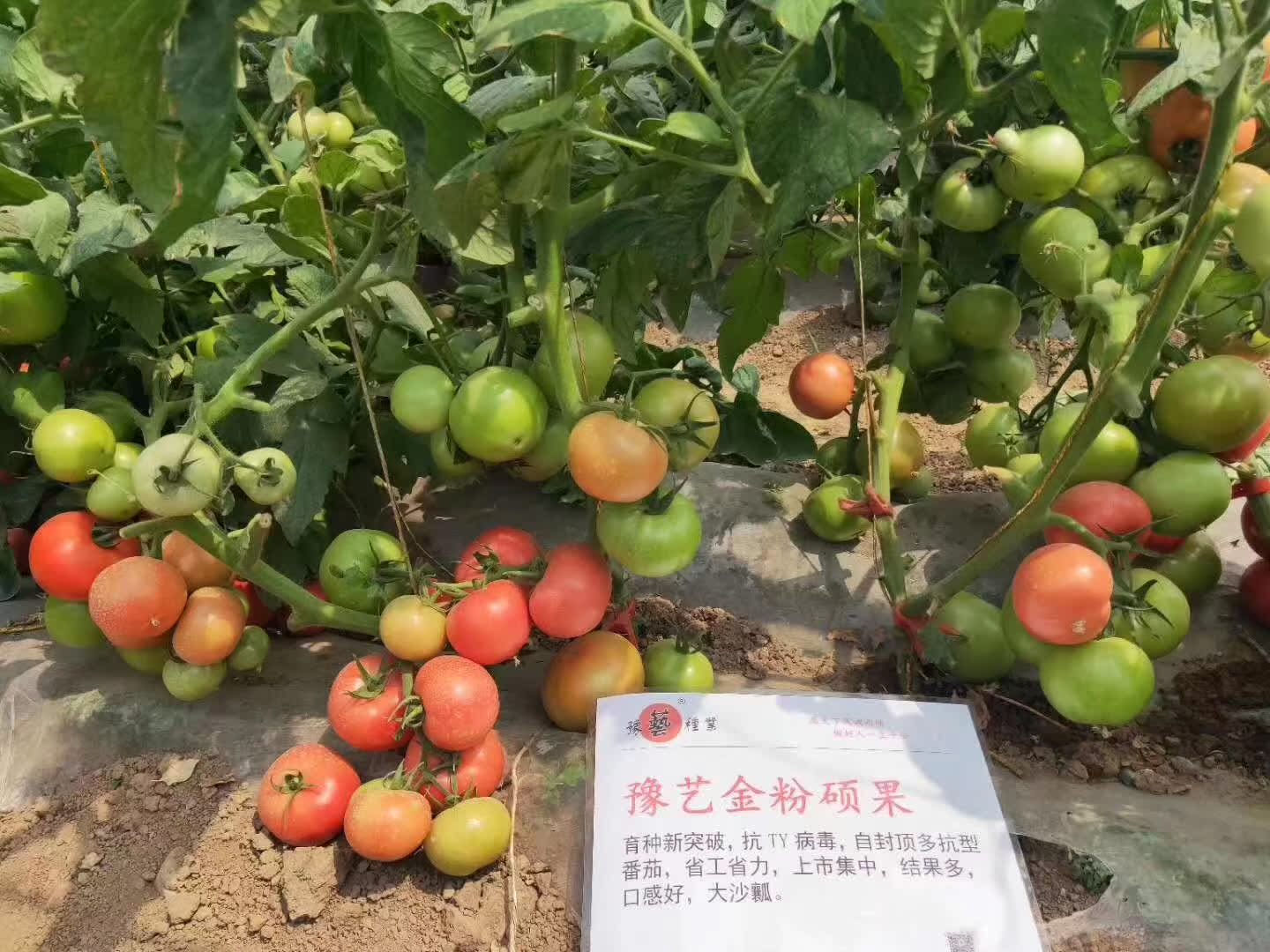 金粉硕果粉沙瓤番茄种子豫艺