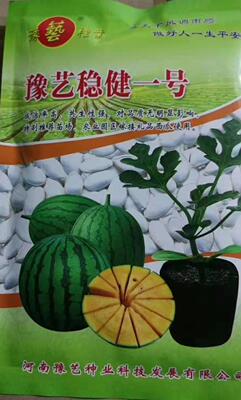 豫艺西瓜砧木嫁接专用长势稳健