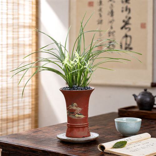 带花苞带盆种好春兰丝兰素花好养