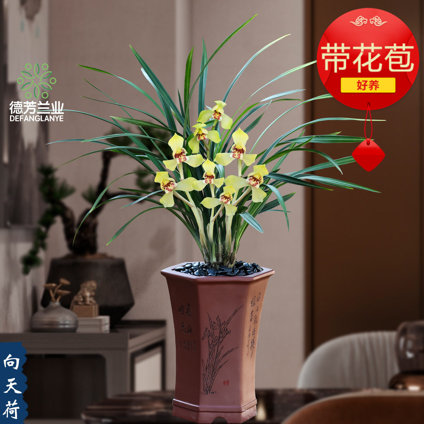 精品名贵兰花春剑向天荷带花苞过年开花室内阳台浓香型花卉绿植物,鲜花速递/花卉仿真/绿植园艺,国兰/杂交兰/洋兰类,淘宝优惠券,粉丝福利购,淘宝优惠卷