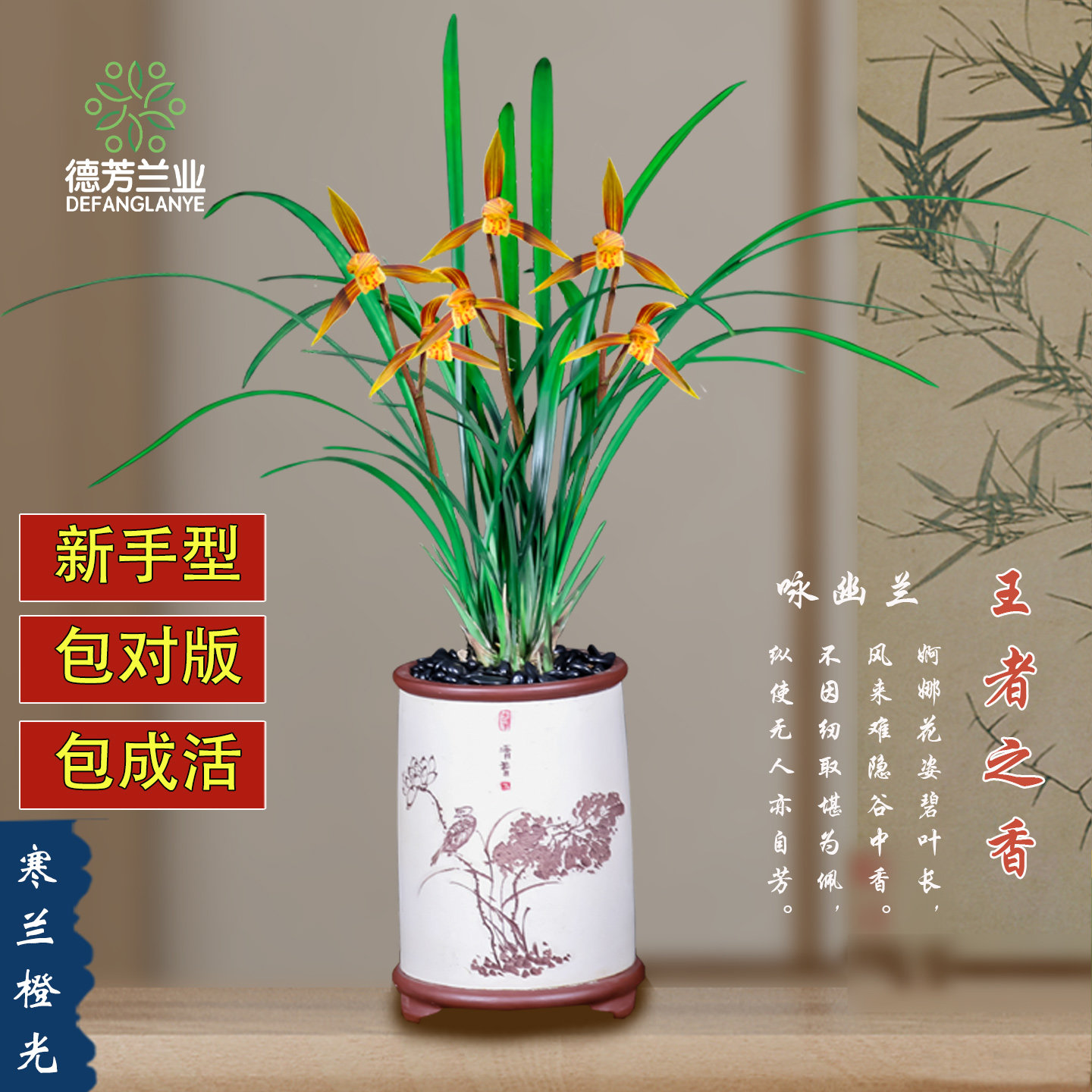德芳兰业兰花苗寒兰橙光带花苞客厅阳台浓香型花卉基地园艺绿植物,鲜花速递/花卉仿真/绿植园艺,国兰/杂交兰/洋兰类,淘宝优惠券,粉丝福利购,淘宝优惠卷