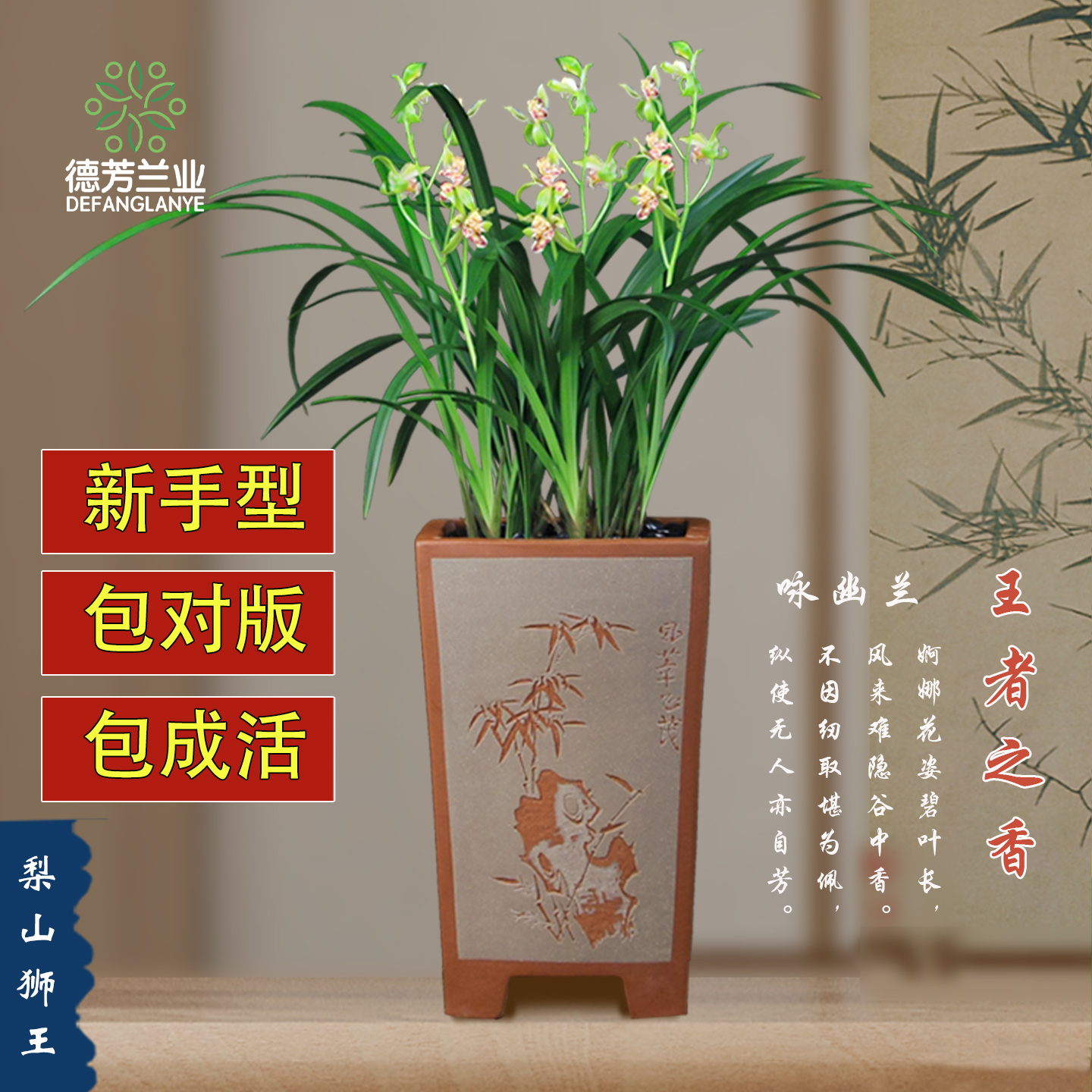建兰带花苞花卉好养绿植盆栽