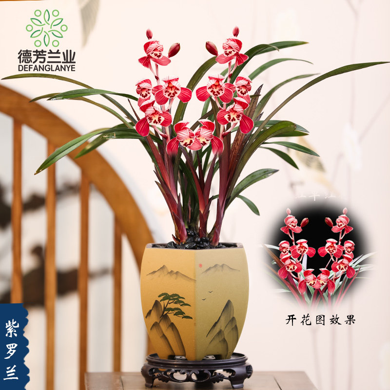 德芳兰业兰花苗建兰紫罗兰带盆种好浓香室内阳台花卉绿植盆栽好养