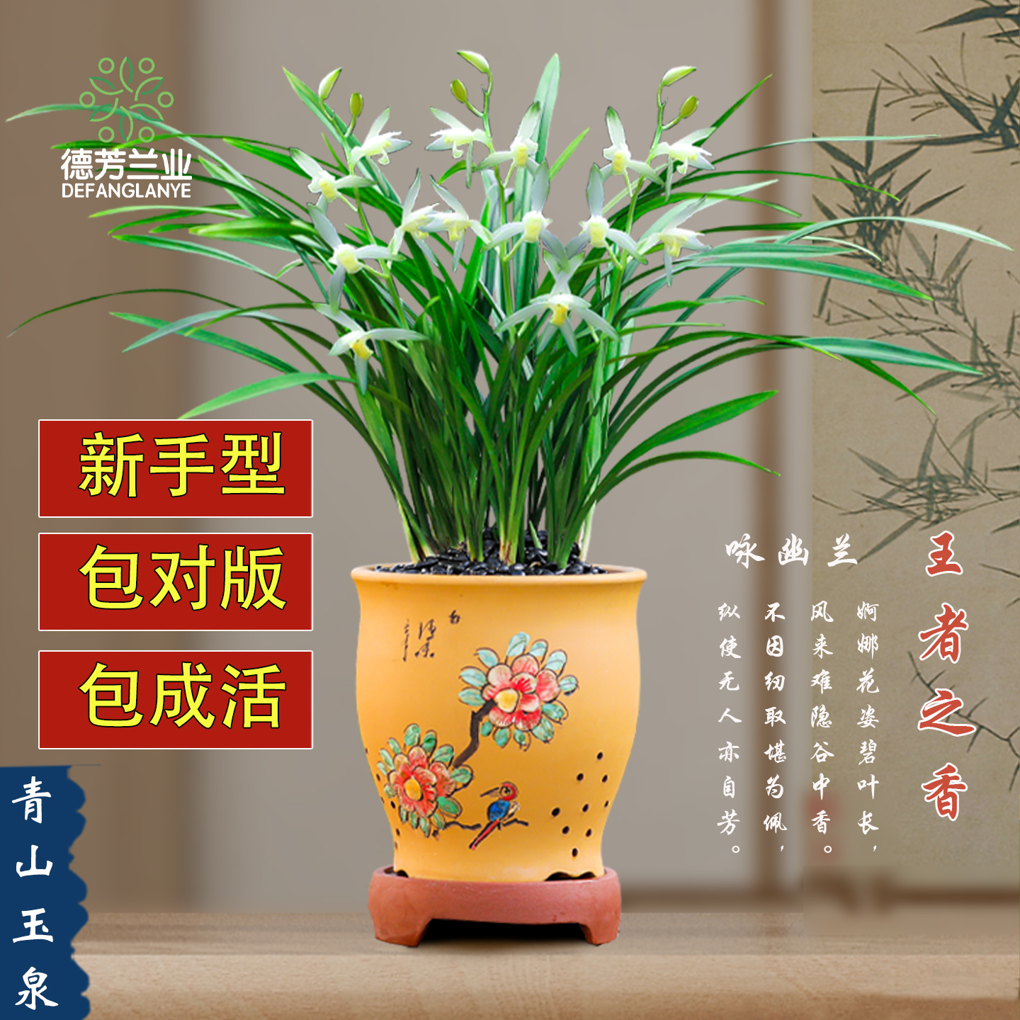 德芳兰业建兰青山玉泉多次开花