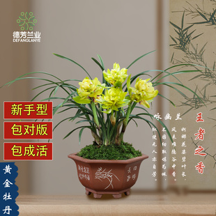 德芳兰业兰花苗春兰黄金牡丹阳台浓香绿植兰草好养花卉盆栽
