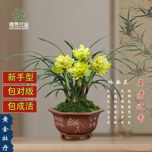 牡丹四季盆栽植物浓香型兰花苗