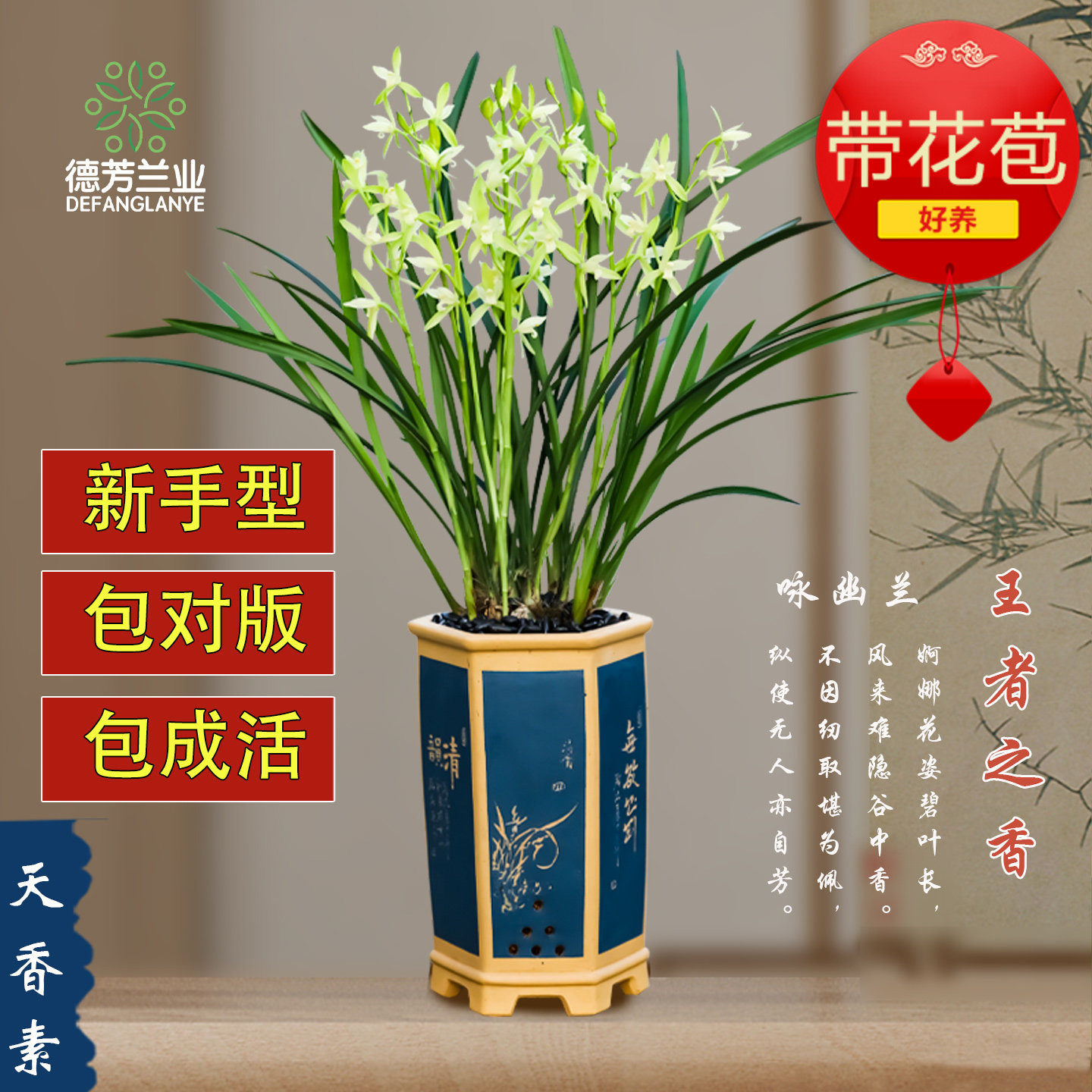 建兰天香素四季兰花带花苞 名贵铭品室内浓香送礼观赏盆栽