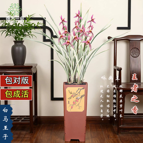 名贵高端建兰老种白马王子