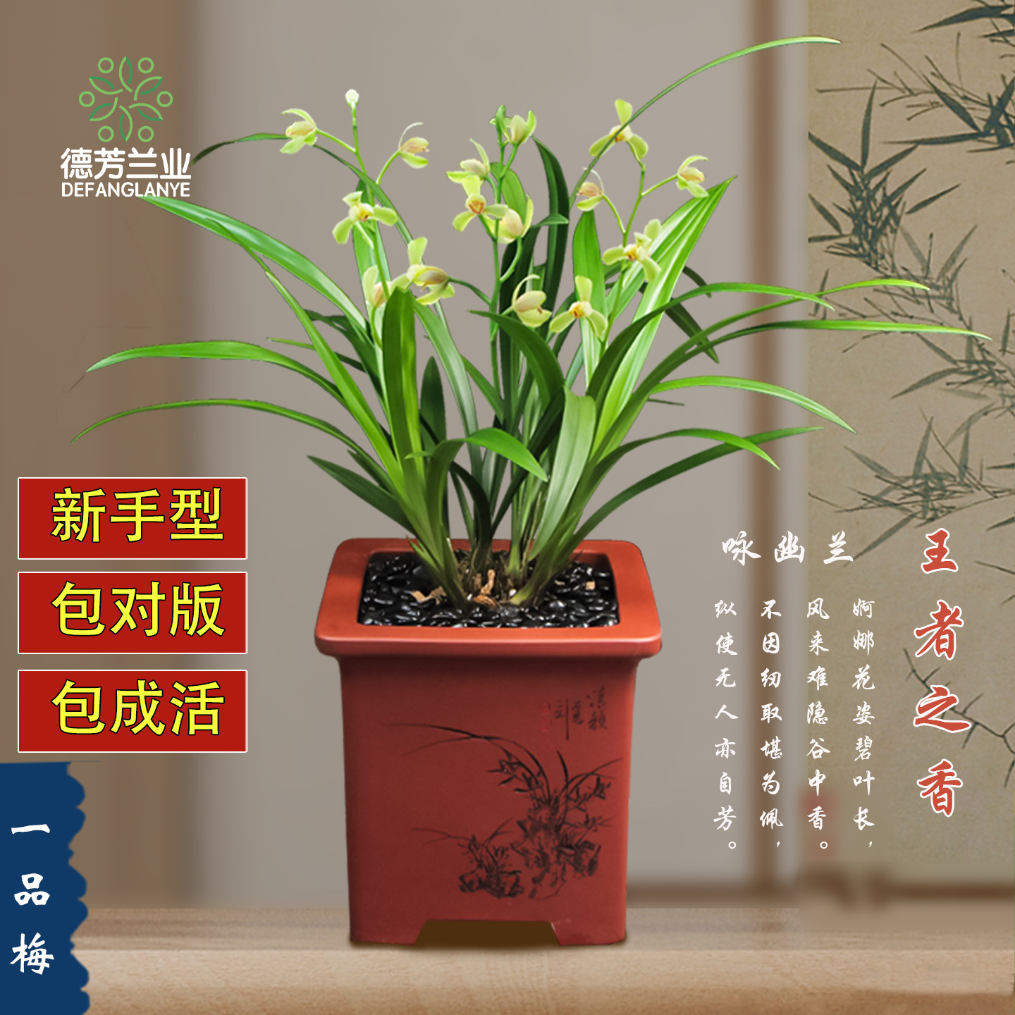 兰花四季建兰多次开花