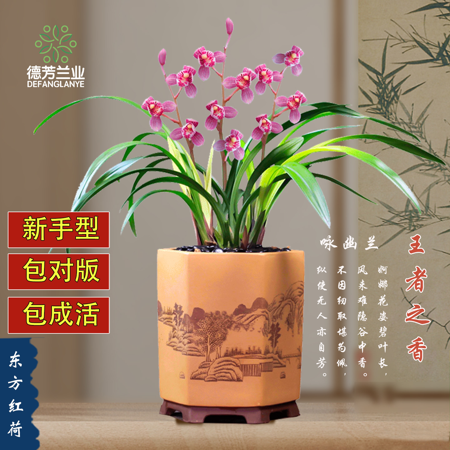 兰花苗建兰东方红荷花卉阳台浓香