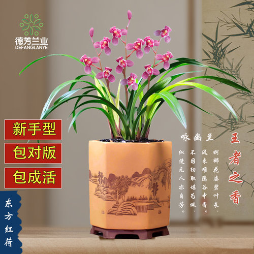 兰花苗建兰东方红荷花卉阳台浓香