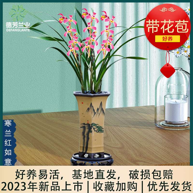 德芳兰业寒兰优惠多多