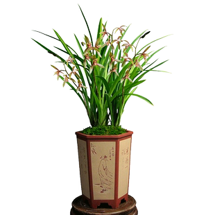 德芳兰业兰花四季建兰小桃红阳台客厅浓香型花卉绿植基地园艺盆栽