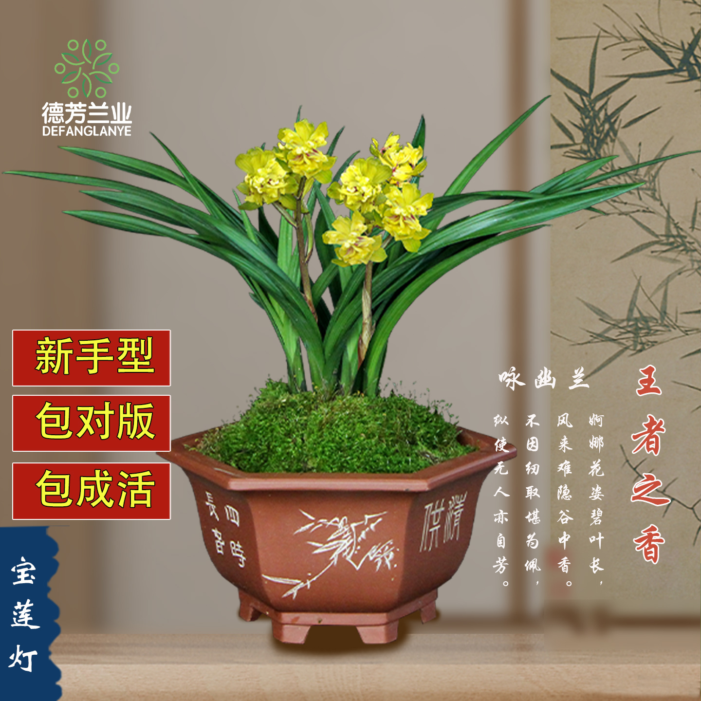 德芳兰业春剑宝莲灯好养浓香