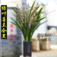 兰花苗老种墨兰企黑四季 常青金边开花浓香型好养室内花卉绿植盆栽