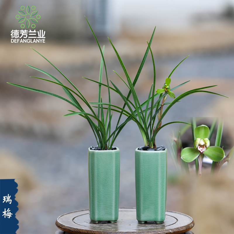 德芳兰业兰花苗名贵春兰瑞梅好养浓香开花花卉室内阳台盆栽绿植