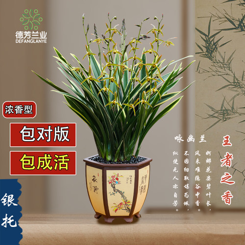 德芳兰业金边四季盆栽植物兰花苗