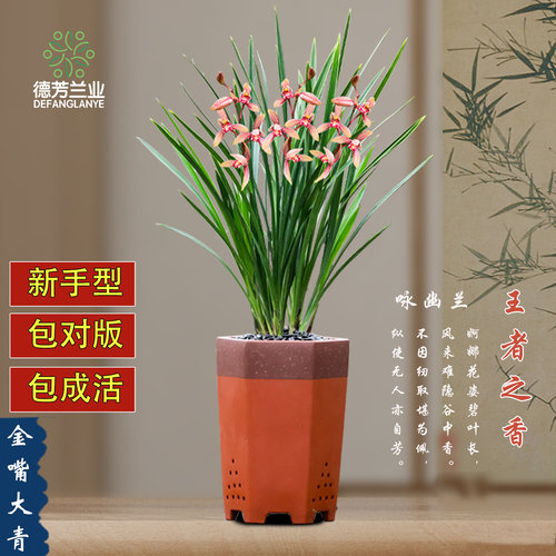 金边兰花阳台四季建兰好养易开花