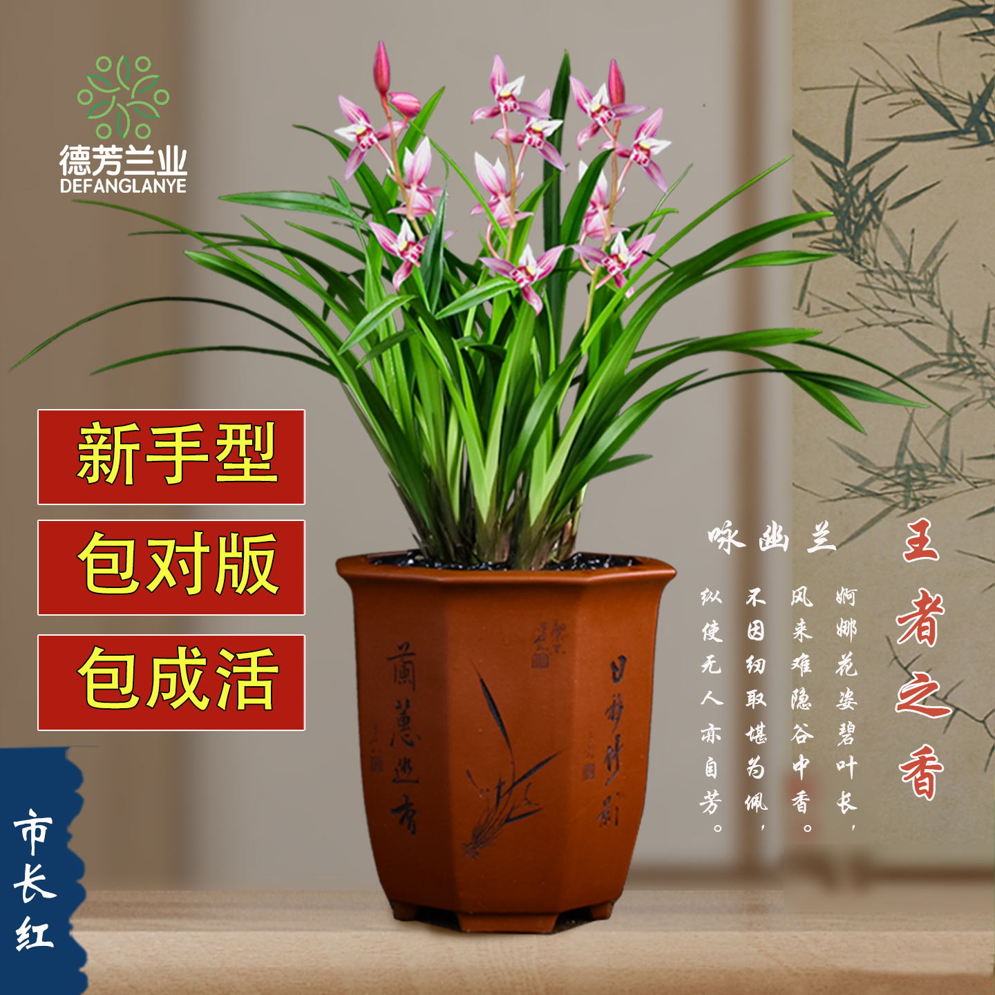 兰花四季建兰市长红阳台花卉植物