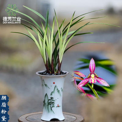 建兰名贵红花胭脂粉黛带花苞带景德镇兰花瓷盆客厅浓香型花卉盆栽