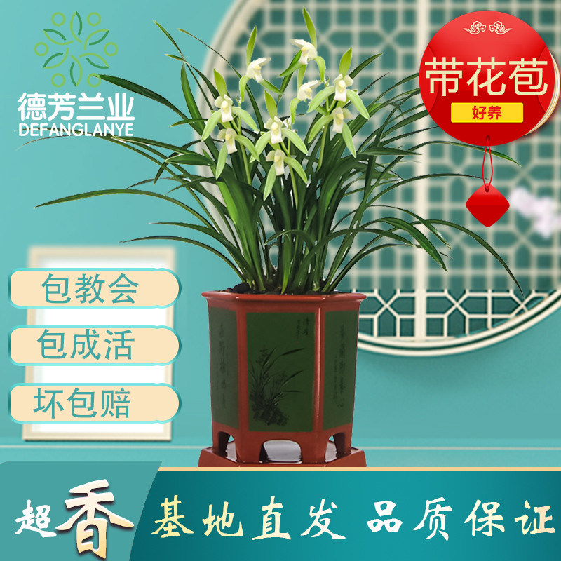 翁源兰花德芳兰业建兰金丝马尾爪十大高级特级名贵直销带花苞盆栽