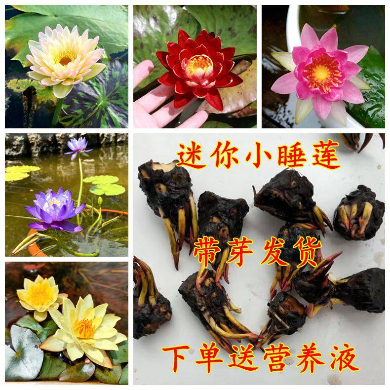 迷你小睡莲根块莲花鱼缸花芽苞四水生植物