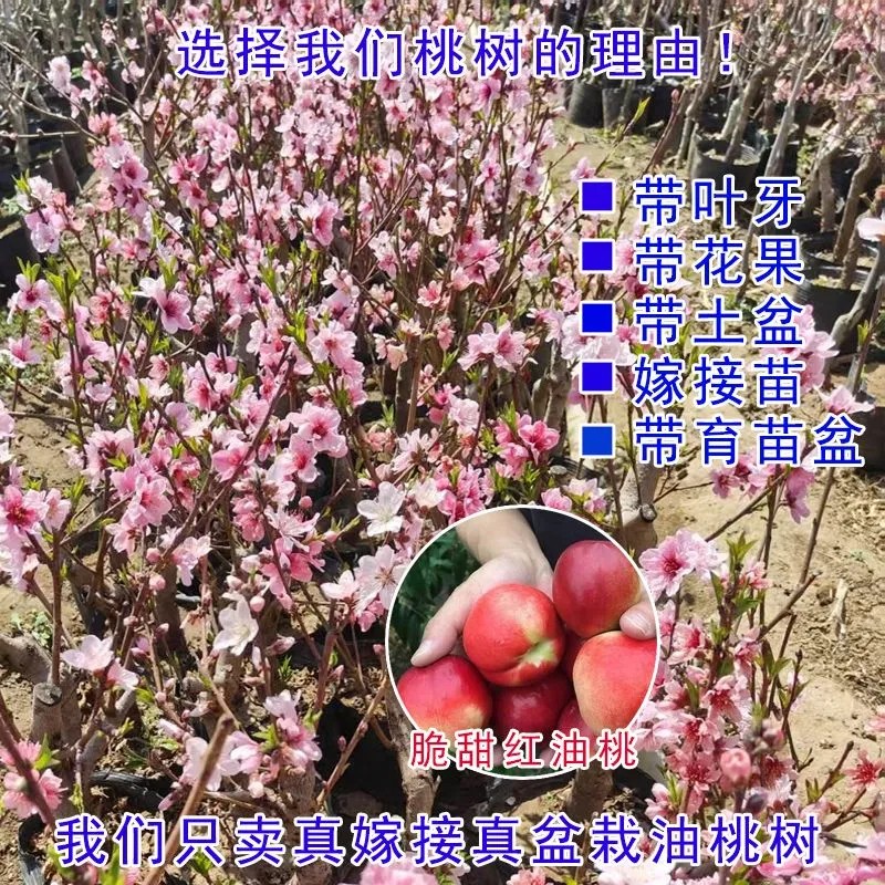 嫁接矮化盆栽红油桃树苗