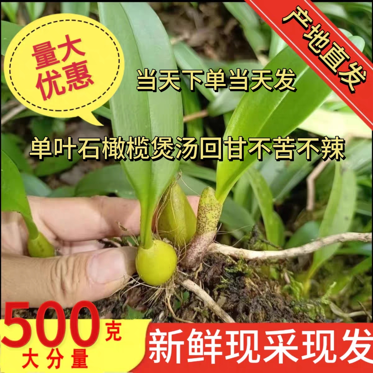 现采现发野石橄榄新鲜单叶岩珠石枣生石仙桃广东福建煲汤炖汤500g