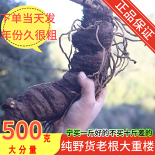 正品云南滇重楼新鲜野七叶一枝花老根生独角莲大蚤休草河车中药材
