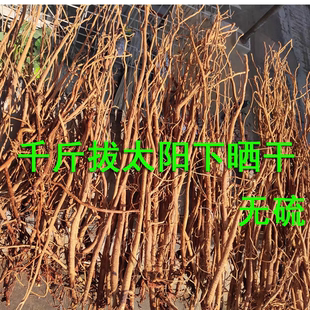 小叶千斤拔中药材一条根钉地根千金拨钻地风条根吊马桩金牛尾