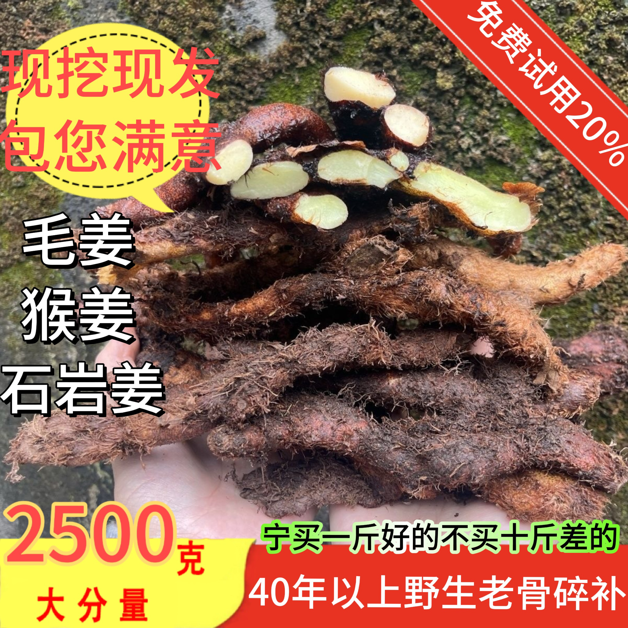 贵州新鲜纯野生骨碎补老根毛姜爬岩姜石岩姜接骨姜煲汤中药材泡酒