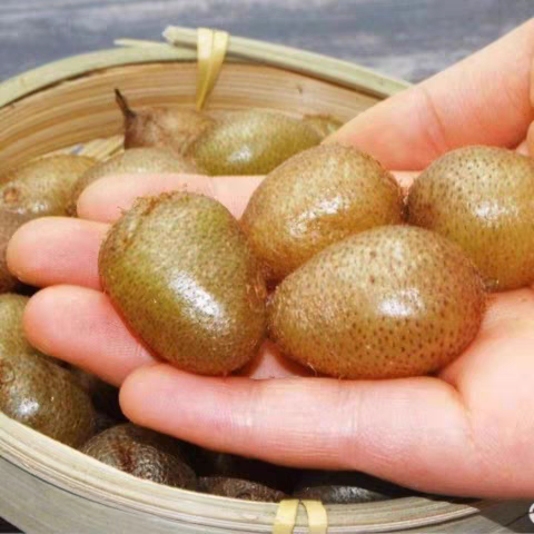 贵州(新鲜石黄皮肾蕨果)凤凰蛋