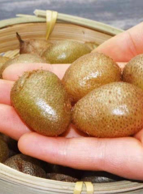 贵州(新鲜石黄皮肾蕨果)凤凰蛋